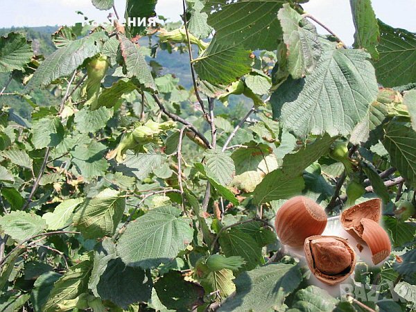 Лешник сорт - Римски и трабзонски, снимка 3 - Градински цветя и растения - 27370117