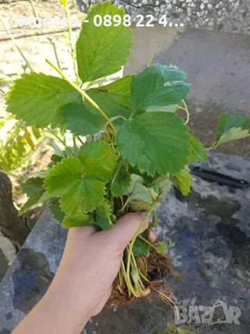   Ягода Малга , Морано и Клери Налични 3 сорта, снимка 7 - Разсади - 48005533