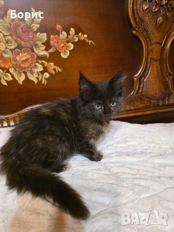 Мейн куун котета, снимка 9 - Мейн кун - 35075644