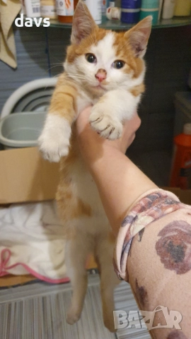 Намерено - Рижаво мъниче спешно търси дом, снимка 11 - Изгубени/намерени - 52807597