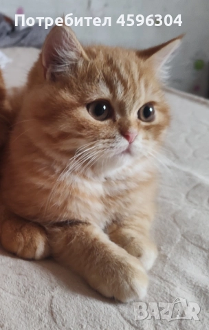 Британски котенца , снимка 9 - Британска късокосместа - 52506056