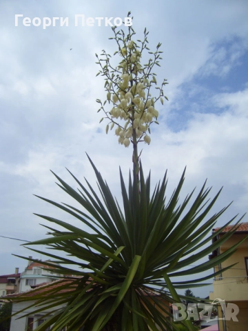 Юка/Столетник, снимка 2 - Градински цветя и растения - 51857643