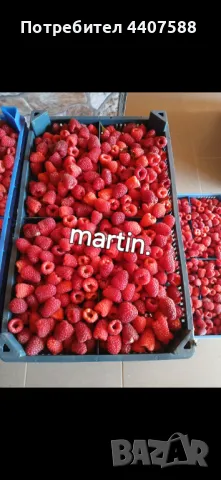 Расзад малини , снимка 2 - Разсади - 49498256