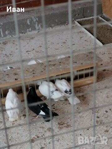 Закъртени Гълъби ., снимка 7 - Гълъби - 25111559