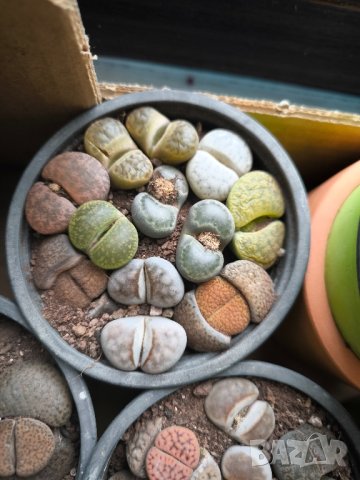 Lithops/живи камъчета/, снимка 11 - Стайни растения - 39521079