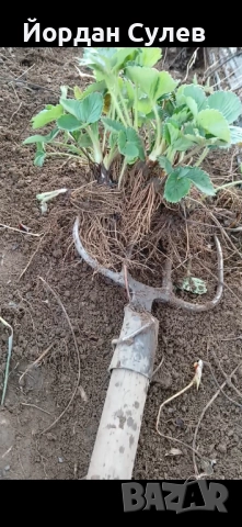 Разсад Ягоди и малини , снимка 4 - Разсади - 52084808