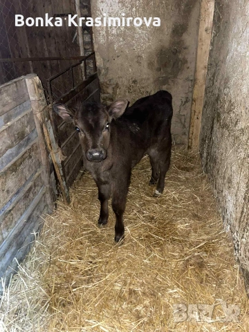 4 женски 1 мъжко , снимка 8 - Крави - 53291857
