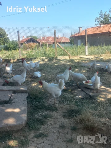 Яйца от легхорн, снимка 5 - други­ - 50812431