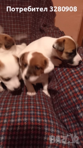 Малки кученца Джак Ръсел , снимка 4 - Джак ръсел териер - 52493307