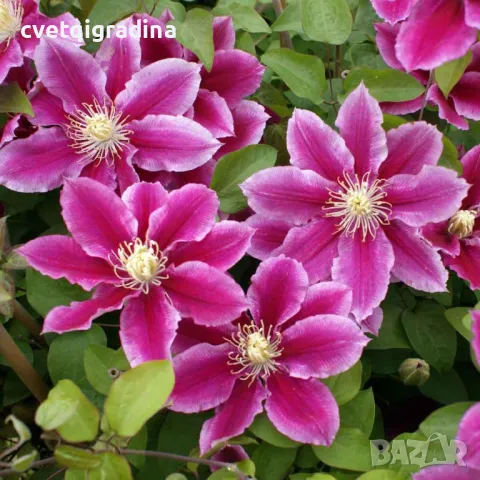 Clematis Hania (Клематис Хания), снимка 3 - Стайни растения - 49180265