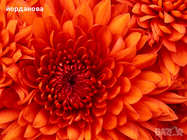 За държавен изпит разработени теми „Педагогика и образователен мениджмънт“