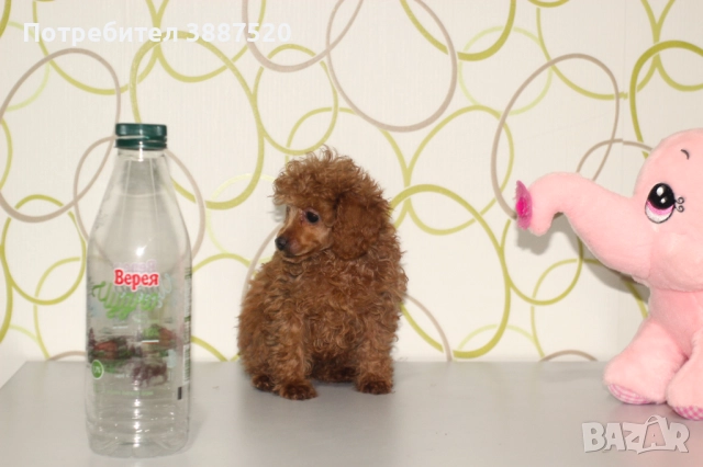 Той пуделчета от родословни родители , снимка 7 - Пудели - 52586544