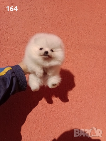 Мъжки Померани, снимка 6 - Померан - 52684765