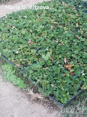 Разсад Ягода сорт Клери , снимка 4 - Разсади - 47123127