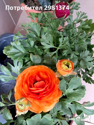Ранукулус(Лютиче), снимка 2 - Градински цветя и растения - 53534608