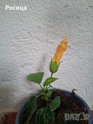 хибискус , снимка 2 - Стайни растения - 53474657