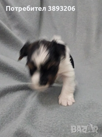 йорки-бовер, снимка 5 - Йоркширски териер - 52805213