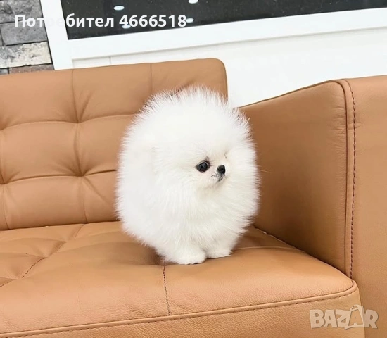 Мини померан, снимка 6 - Померан - 53485884