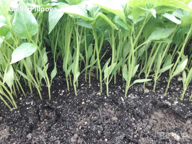 Продавам разсад за Пипер, Домати и Краставици , снимка 3 - Разсади - 53025953