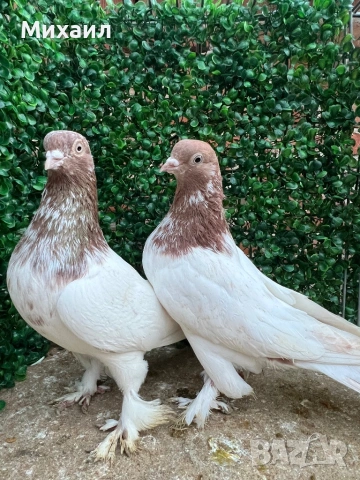 Сатинети, Унгарци, снимка 11 - Гълъби - 53406751