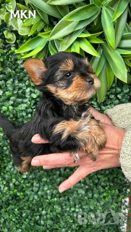 Йоркширски териер йорки 