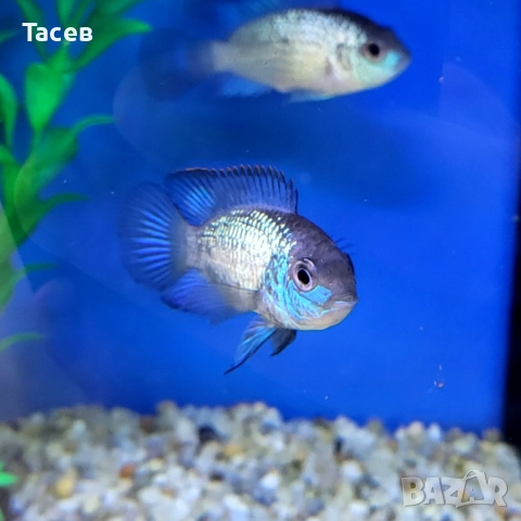 Акара електрик блу 6см