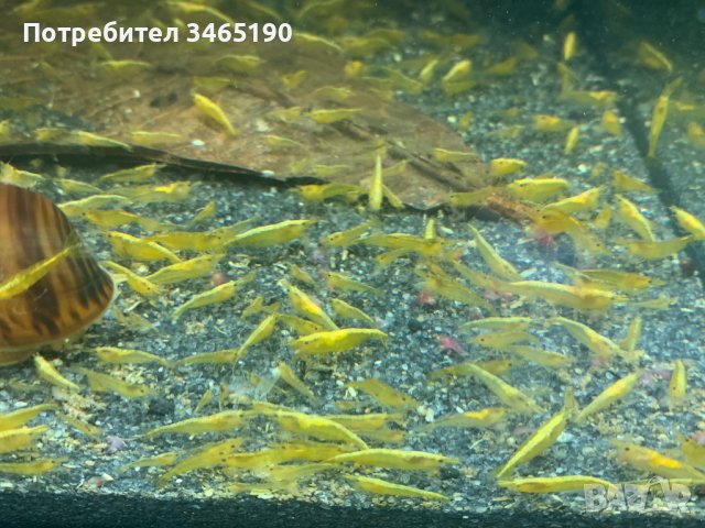 Жълти скариди, Yellow Shrimps, снимка 6 - Рибки - 40658195
