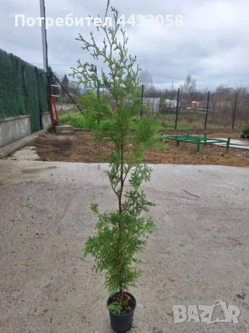 Туя Фастигиата 120-140 см, снимка 1