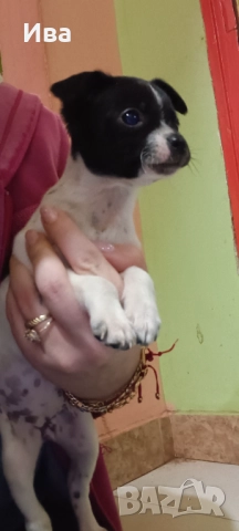 Свободна ваксинирана чистокръвна мини пинчер дама, снимка 5 - Пинчер - 52720639