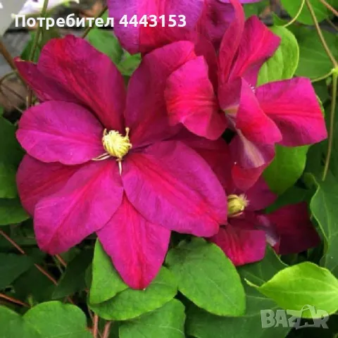 Червен Клематис разсад , снимка 1