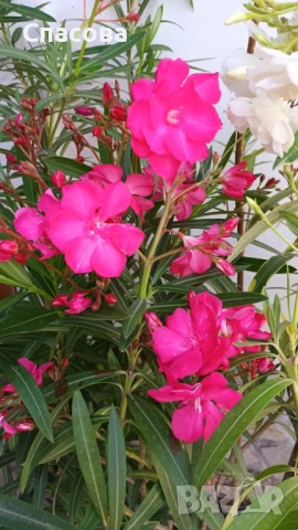 Зокум - различни цветове и размери /лян, олеандър/, снимка 2 - Градински цветя и растения - 10969183
