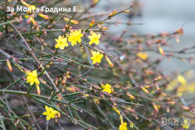 Жасмин 4 цвята , снимка 2 - Разсади - 49491630