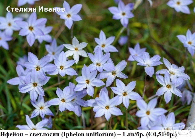 Ифейон – светлосин (Ipheion uniflorum) – луковици