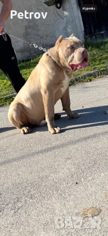 Американско були, снимка 13 - Питбул - 51911928