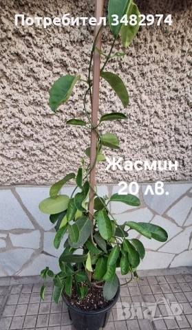 Предлагам стайни растения, снимка 17 - Стайни растения - 52260638