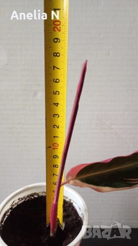 Калатея, снимка 10 - Стайни растения - 48080001