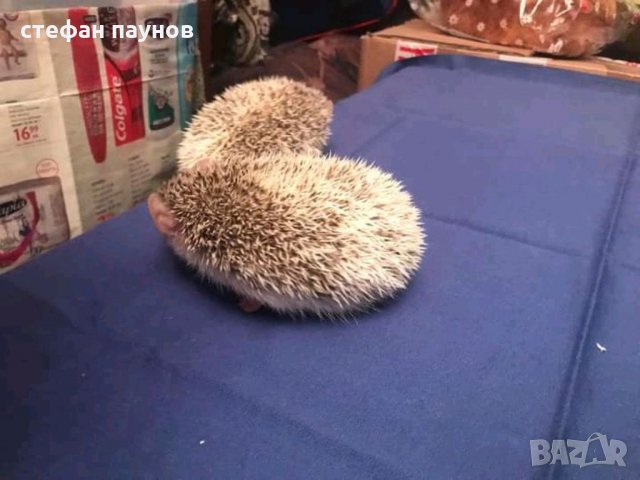 Мини таралежи, снимка 3 - Таралеж - 32989793