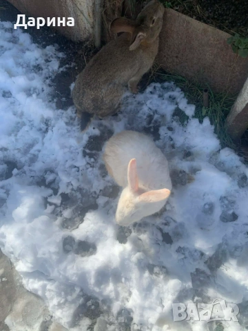 Зайци 6 месеца., снимка 7 - Други - 53534770
