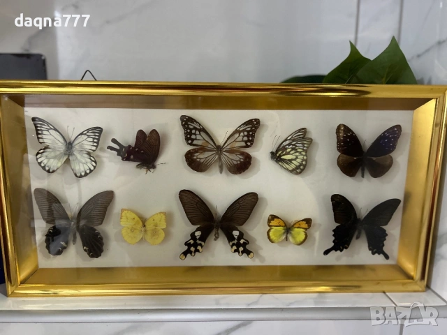 Рамка с екзотични пеперуди Азия, снимка 7 - Декорация за дома - 53397346