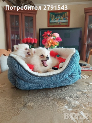 померан померанчета момичета, снимка 6 - Померан - 51604948