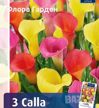 КАННА, КАЛА - Грудки/ ПРЕДВАРИТЕЛНИ поръчки, снимка 15 - Сортови семена и луковици - 49236562