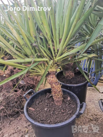Палма юка външна студоустойчива, снимка 8 - Градински цветя и растения - 53031740