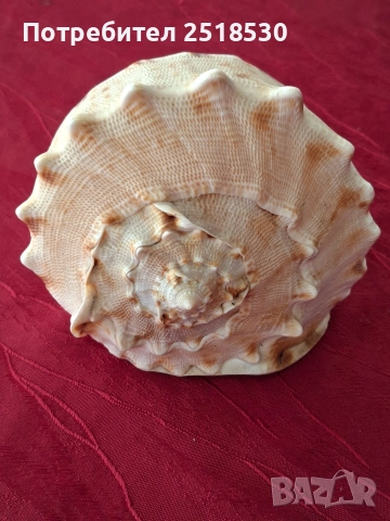 Голяма раковина , снимка 2 - Други - 52800434