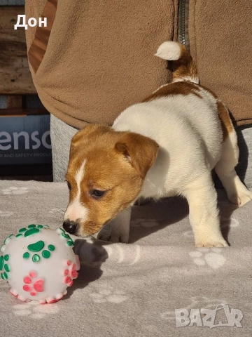 Джак Ръсел Териер 🐾, снимка 8 - Джак ръсел териер - 52631603