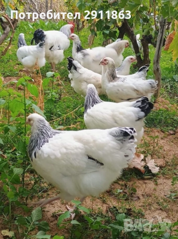 Ярки и петели порода Съсекс на четири месеца 