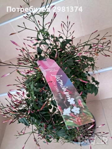 Жасмин(Ароматен)