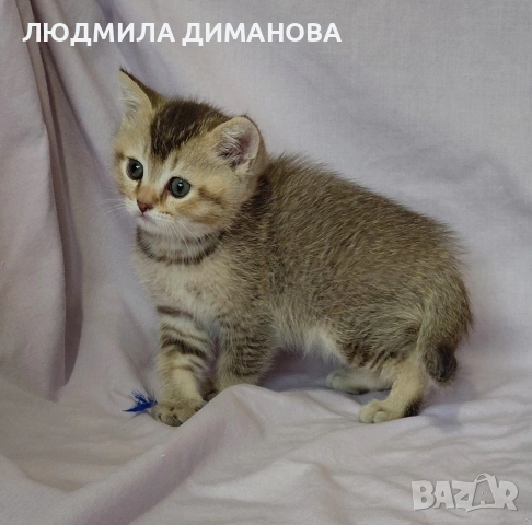 Шотландски мъжки. , снимка 6 - Британска късокосместа - 53587525