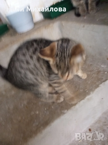 Малки бебета търсят дом. , снимка 2 - Изгубени/намерени - 52011293