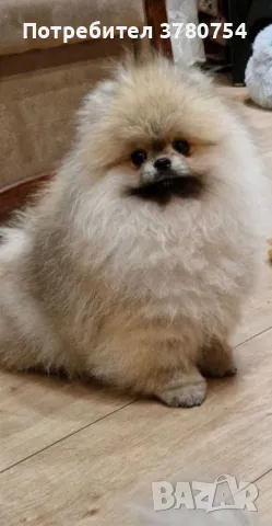 Померан мини/померан, снимка 10 - Померан - 41497748