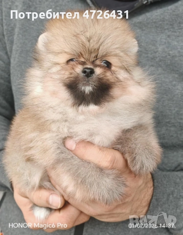 Продавамв Померани, снимка 2 - Померан - 53324733